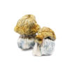 Buy Avalanche Magic Mushrooms