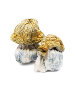 Buy Avalanche Magic Mushrooms