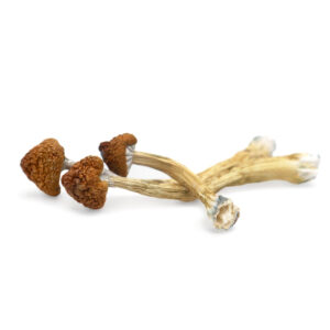 Buy Big Mex Magic Mushrooms