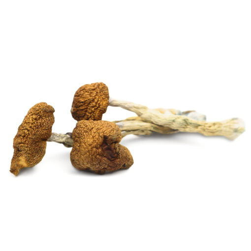 Buy Daddy Long Legs Magic Mushrooms