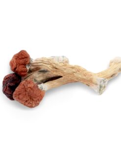 buy Florida White Magic Mushrooms