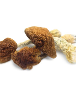 Buy Golden Teachers Magic Mushrooms