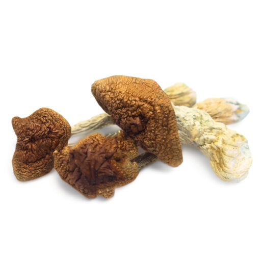 Buy Golden Teachers Magic Mushrooms