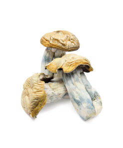 Buy Hillbilly Magic Mushrooms