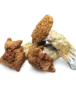 Buy King Kong Magic Mushrooms