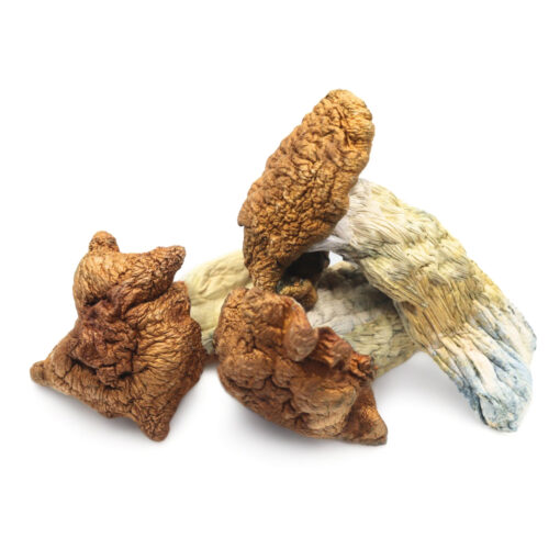 Buy King Kong Magic Mushrooms