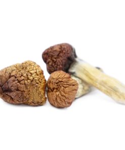 Buy Mazatapec Magic Mushrooms