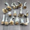 Penis Envy Mushrooms