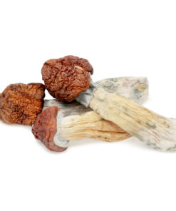 Buy Tidal Wave Magic Mushrooms at Wholesale Prices