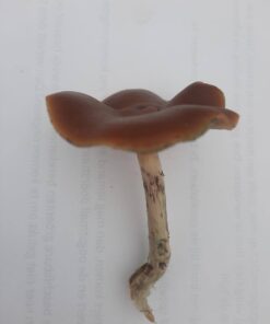 Wavy Cap Mushroom