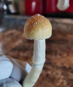 Penis Envy Mushrooms