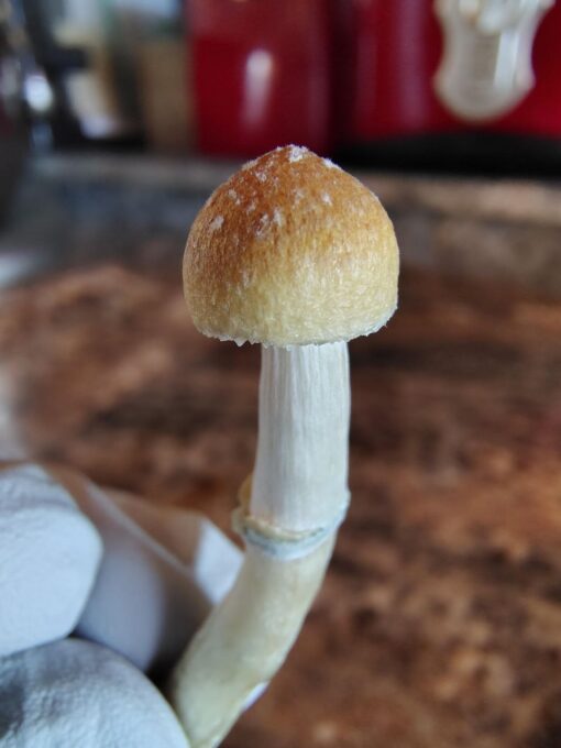 Penis Envy Mushrooms