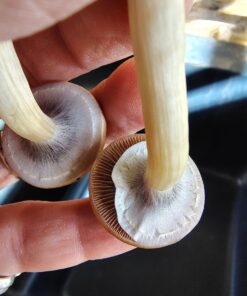 golden teachers mushrooms