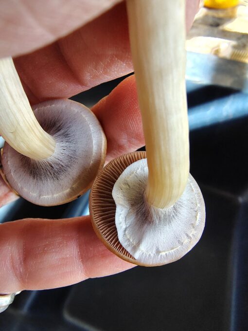 golden teachers mushrooms