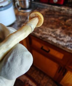 Penis Envy Mushrooms