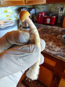 Tri-Colour Ecuadorian Mushroom