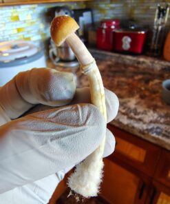 Tri-Colour Ecuadorian Mushroom