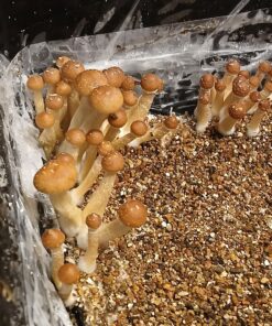 golden teachers mushrooms