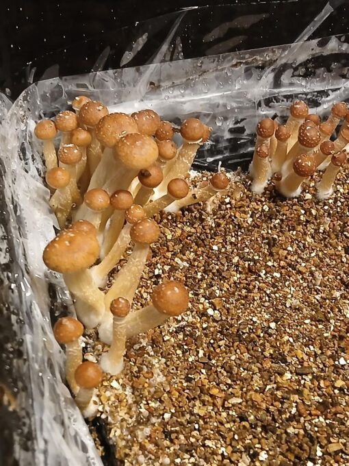 golden teachers mushrooms