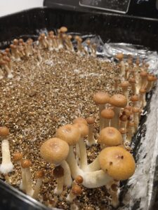 golden teachers mushrooms