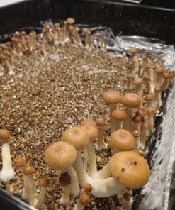 golden teachers mushrooms