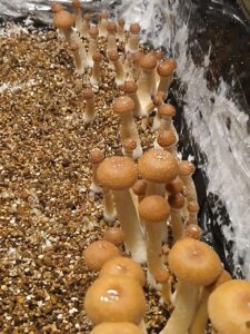 golden teachers mushrooms