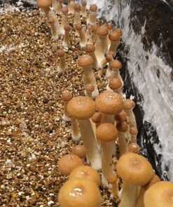 golden teachers mushrooms