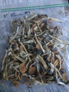 African Kobe Magic Mushrooms: Unveiling Their Unique Properties