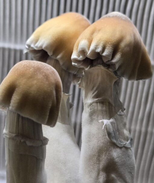 Albino Penis Envy Mushrooms