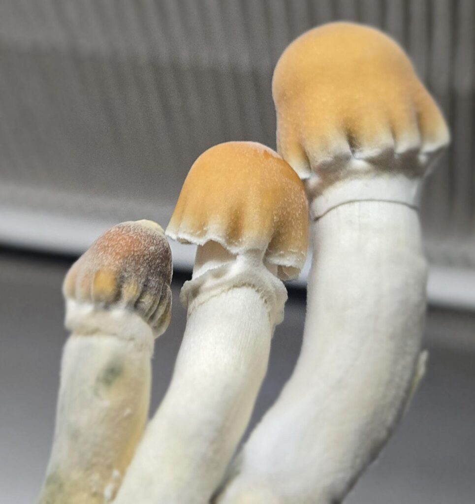 Florida Magic Mushrooms Miami