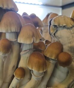 Z Strain Magic Mushrooms