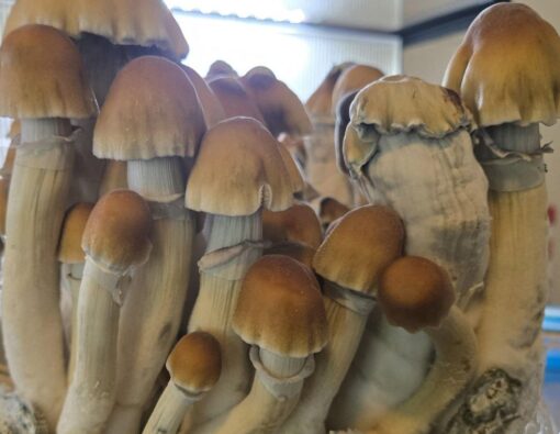 Z Strain Magic Mushrooms