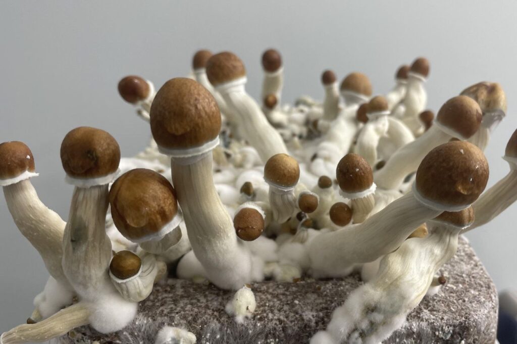 Z Strain Magic Mushrooms