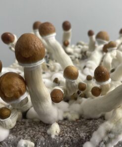 Z Strain Magic Mushrooms