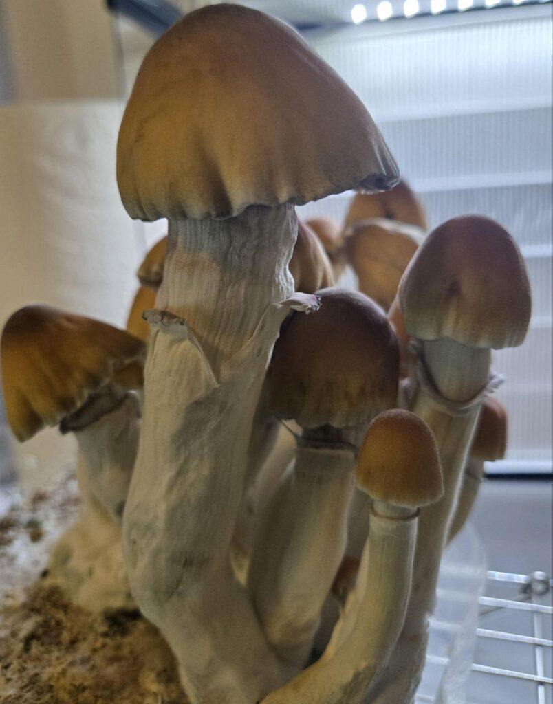 Florida Magic Mushrooms Miami