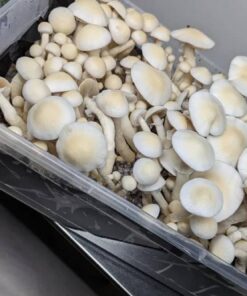 Treasure coast mushrooms