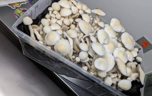 Treasure coast mushrooms