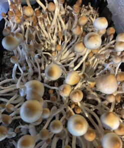 Treasure coast mushrooms