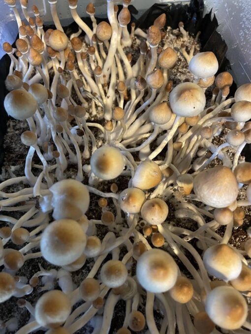 Treasure coast mushrooms