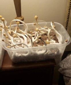 Treasure coast mushrooms