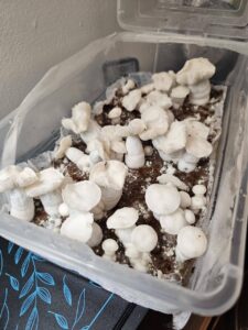 White Burma Mushroom