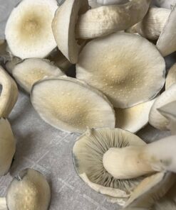 White Burma Mushroom