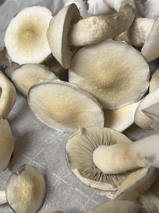 White Burma Mushroom