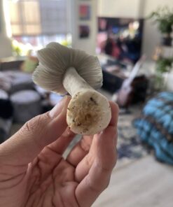 White Burma Mushroom