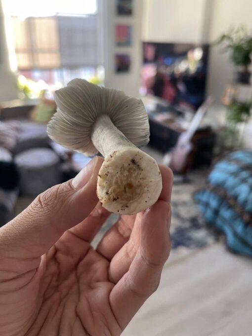 White Burma Mushroom