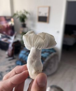 White Burma Mushroom