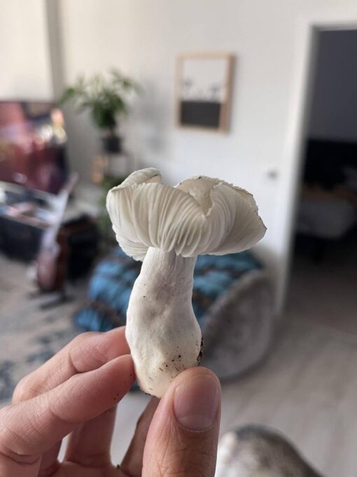 White Burma Mushroom